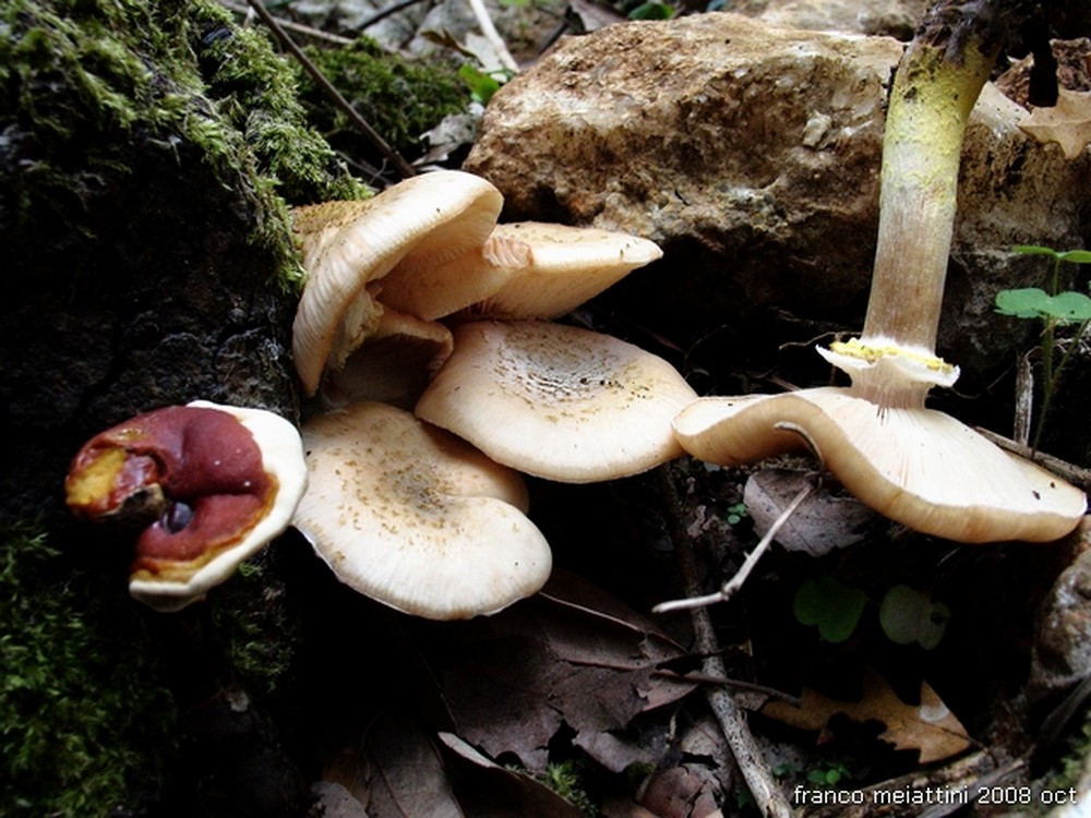 Nel secco bosco di leccio
